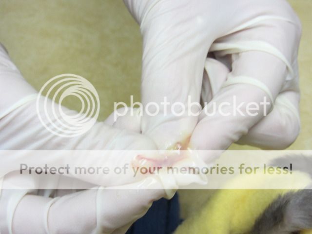 Remarkable, Anal gland squeeze consider You were Anal gland squeeze Even
